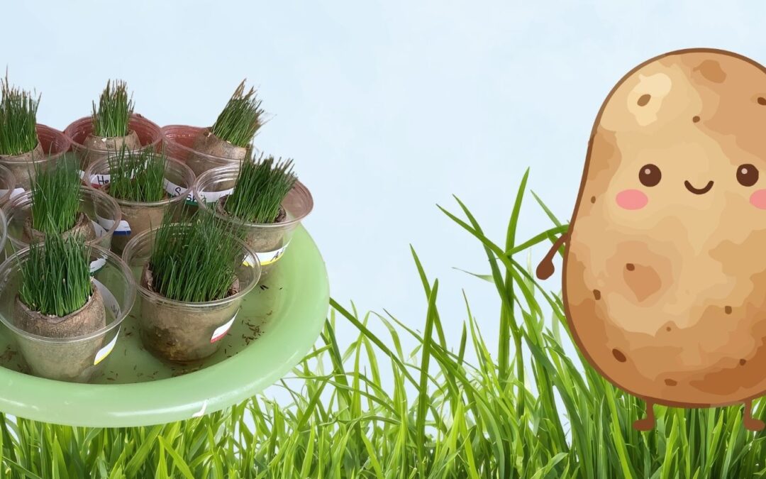 Potato Head Grass Seed Plant Experiment
