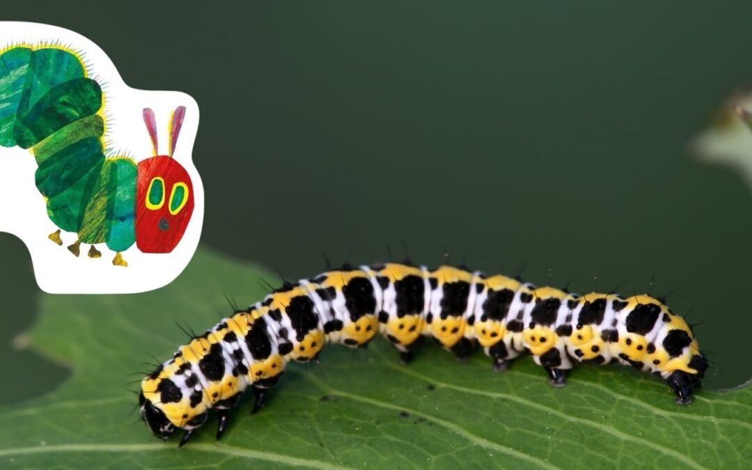 The Very Hungry Caterpillar Crawled Into Our Saplings Classroom!